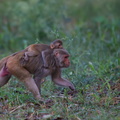 macaque rhésus (Macaca mulatta), singe rhésus, bandar