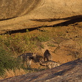 hyène striée