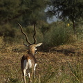 Antilope cervicapre Antilope cervicapra 