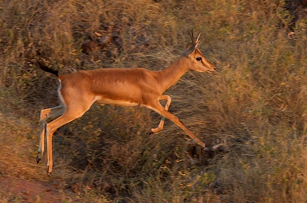 Gazelle Chinkara - (Indian Gazelle - Gazella gazella)