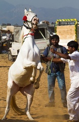 marché Pushkar - cheval marwari