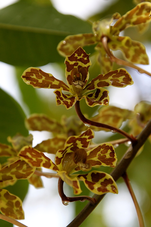 orchidée : Grammatophyllum speciosum