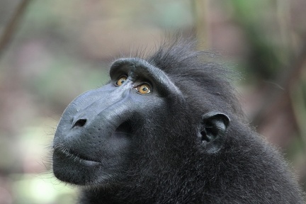 macaque nègre (Macaca nigra) 
