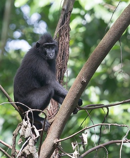 macaque nègre (Macaca nigra) 