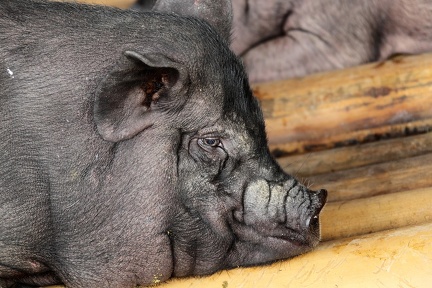 pays toraja : marché cochon vietnamien