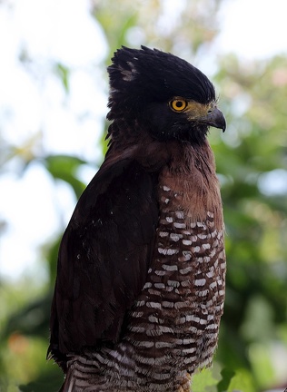 Serpentaire des Célèbes Spilornis rufipectus - Sulawesi Serpent Eagle