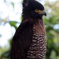 Serpentaire des Célèbes Spilornis rufipectus - Sulawesi Serpent Eagle
