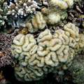 corail diminutif, lobophyllia dimiduta