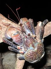 crabe de cocotier (Birgus latro)