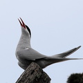 Sterne arctique Sterna paradisaea - Arctic Tern