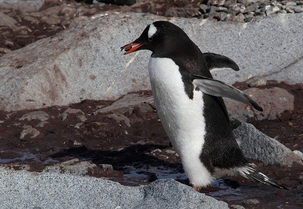 Manchot papou Pygoscelis papua - Gentoo Penguin