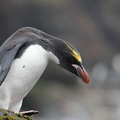 Gorfou doré Eudyptes chrysolophus - Macaroni Penguin