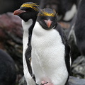 Gorfou doré Eudyptes chrysolophus - Macaroni Penguin