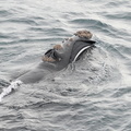 Baleine franche australe (Eubalaena australis)