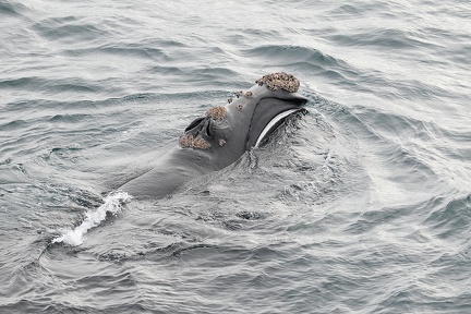 Baleine franche australe (Eubalaena australis)