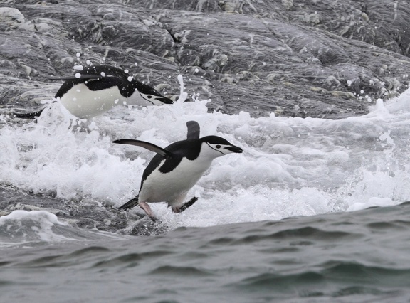 Manchot à jugulaire Pygoscelis antarcticus - Chinstrap Penguin