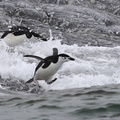 Manchot à jugulaire Pygoscelis antarcticus - Chinstrap Penguin