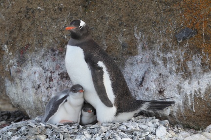 Manchot papou Pygoscelis papua - Gentoo Penguin