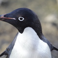 Manchot d'Adélie Pygoscelis adeliae - Adelie Penguin