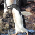 Manchot d'Adélie Pygoscelis adeliae - Adelie Penguin