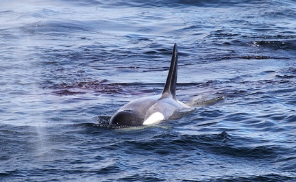 Orque ou Épaulard (Orcinus orca).