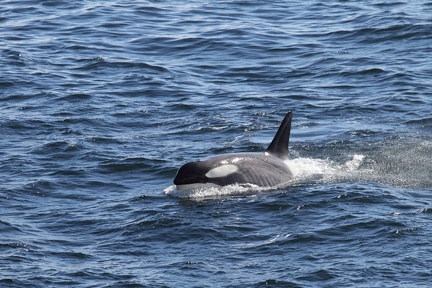 Orque ou Épaulard (Orcinus orca).