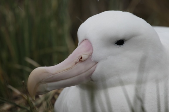 Albatros hurleur Diomedea exulans - Wandering Albatross