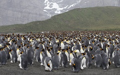 Manchot royal Aptenodytes patagonicus - King Penguin