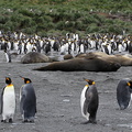 Manchot royal Aptenodytes patagonicus - King Penguin et Éléphant de mer du sud (Mirounga leonina)