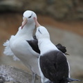 Albatros à sourcils noirs Thalassarche melanophris - Black-browed Albatross
