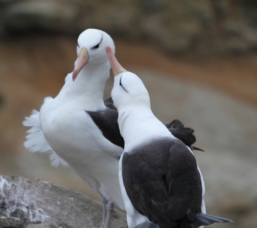 Albatros à sourcils noirs Thalassarche melanophris - Black-browed Albatross