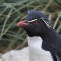 Gorfou sauteur Eudyptes chrysocome - Southern Rockhopper Penguin