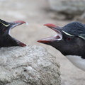 Gorfou sauteur Eudyptes chrysocome - Southern Rockhopper Penguin