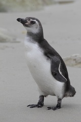 Manchot de Magellan Spheniscus magellanicus - Magellanic Penguin