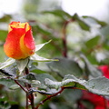 Ispahan : rose