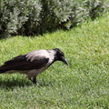 Corbeau familier Corvus splendens - House Crow