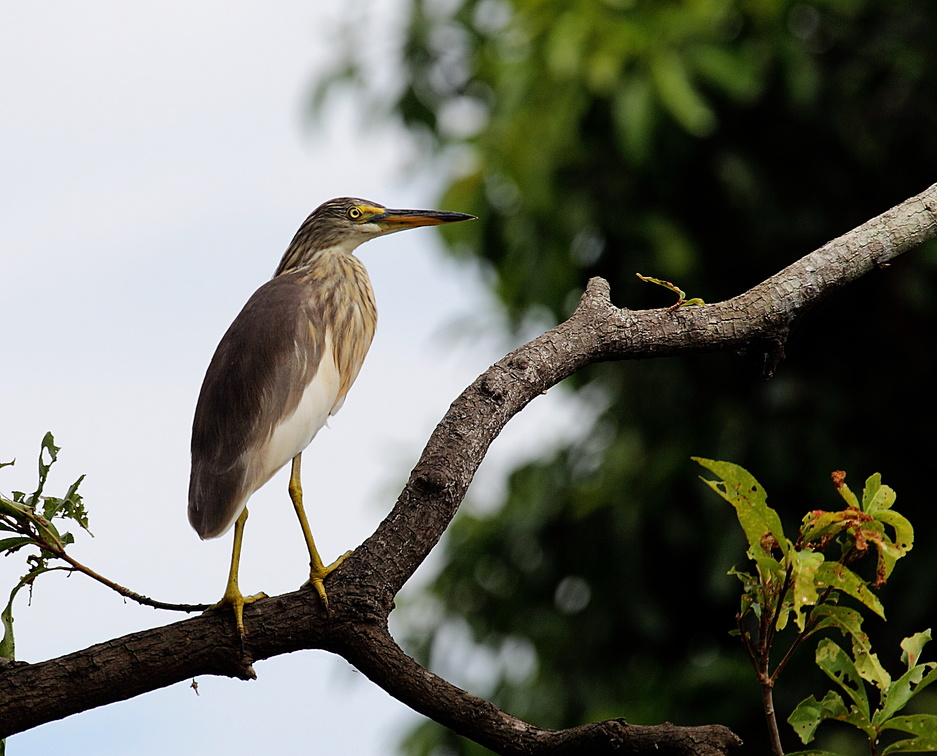Crabier chinois Ardeola bacchus - Chinese Pond Heron