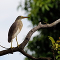 Crabier chinois Ardeola bacchus - Chinese Pond Heron