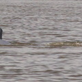 dauphin de l'Irrawaddy (ocaella brevirostris)