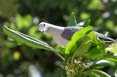 Carpophage de Pickering Ducula pickeringii - Grey Imperial Pigeon
