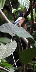 Tchitrec de paradis Terpsiphone paradisi - Asian Paradise Flycatcher