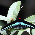 Troides brookiana - Ornithoptère de Brooke