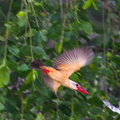 Martin-chasseur gurial Pelargopsis capensis - Stork-billed Kingfisher