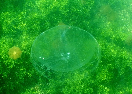 méduse commune (Aurelia aurita) Aurélie, méduse bleue