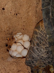 Chelonia mydas, tortue verte - tortue franche