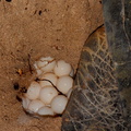 Chelonia mydas, tortue verte - tortue franche