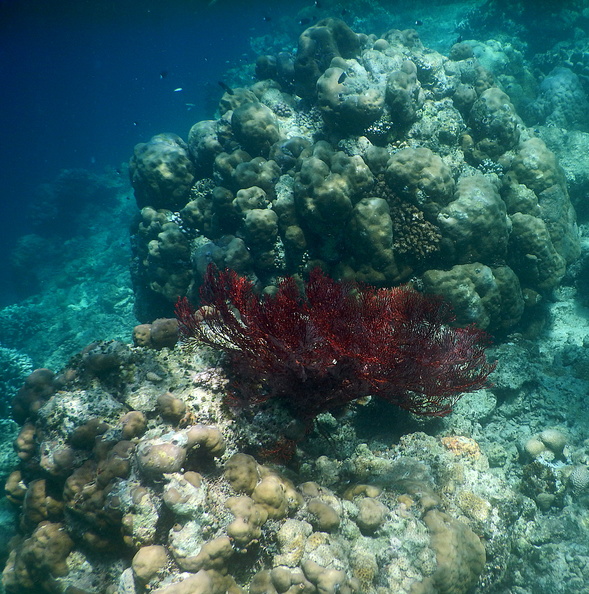 coraux gorgone - Leptogorgia palma