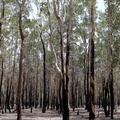 parc de Wasur : la forêt brulée d'eucalyptus