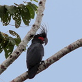  Cacatoès noir Probosciger aterrimus - Palm Cockatoo