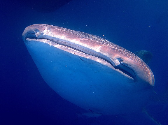 Rhincodon typus Requin-baleine